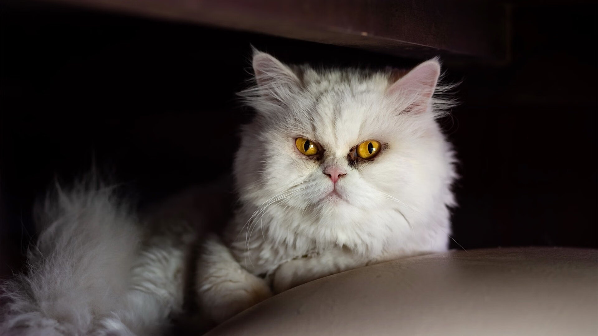 星空电竞平台官网-800米自由泳梅尔滕斯冲击领奖台，800米自由泳决赛