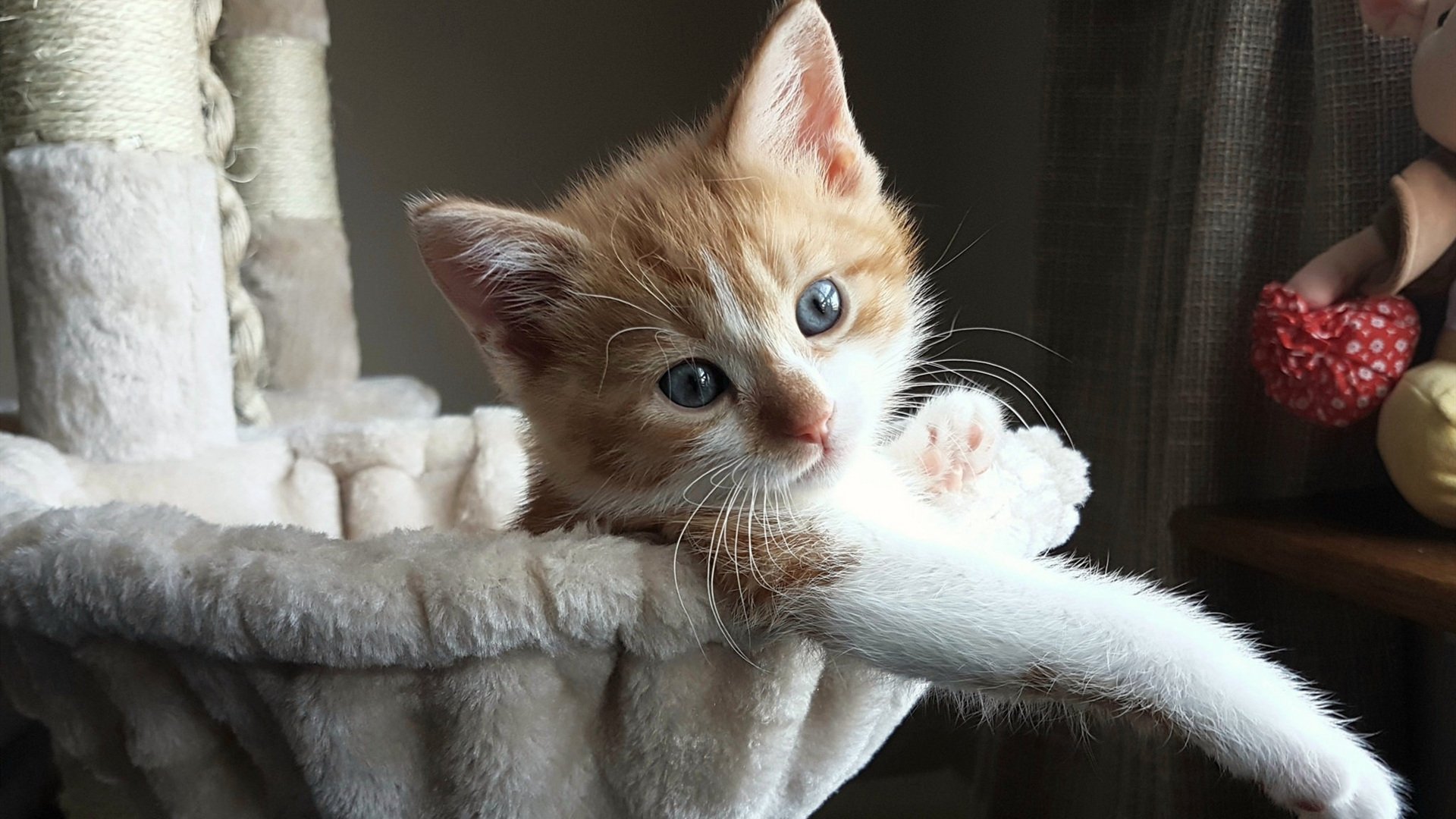 星空娱乐官方下载-凯尔特人战术板记录曝光攻守分明,凯尔特人战报