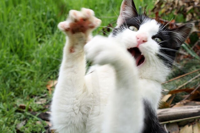 星空体育登录-吸引最多赞助商的橄榄球队是哪一支？，橄榄球受欢迎