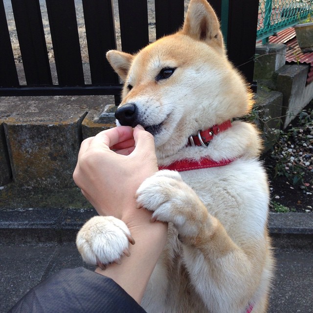 星空体育登录-塔图姆单场抢断五次带动防守反击，塔图姆单打集锦